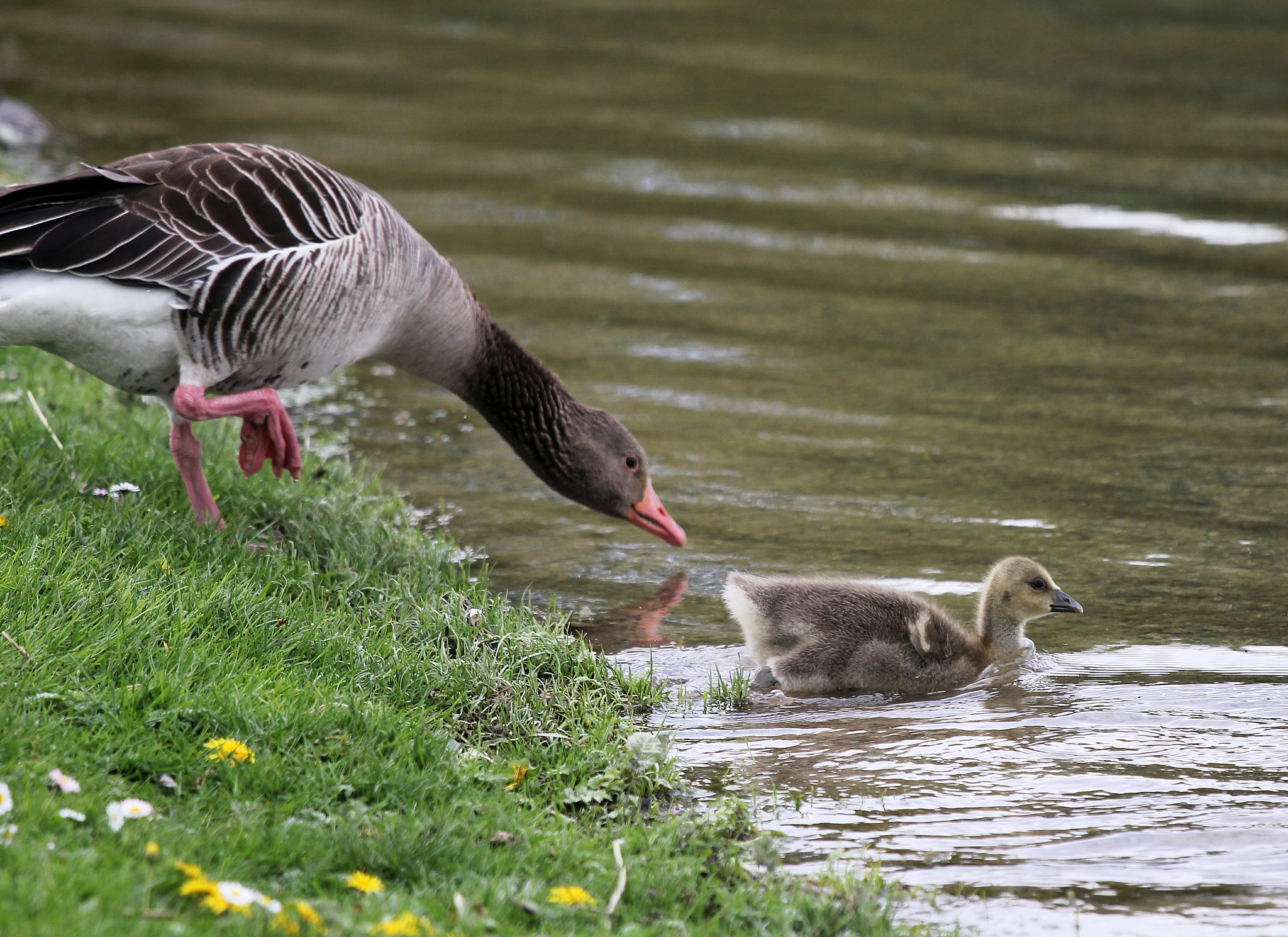 Hopp, ins Wasser mit Dir