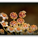 Hoya obscura