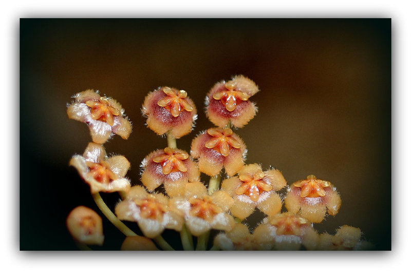 Hoya obscura