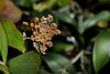 Hoya obscura  (2)