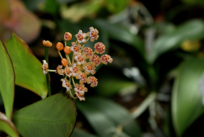 Hoya obscura  (2)