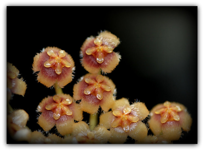 Hoya obscura  (3)