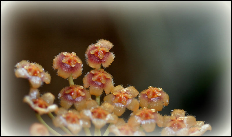 Hoya obscura  (4)