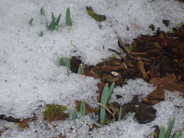 Frühlingsboten im Januar