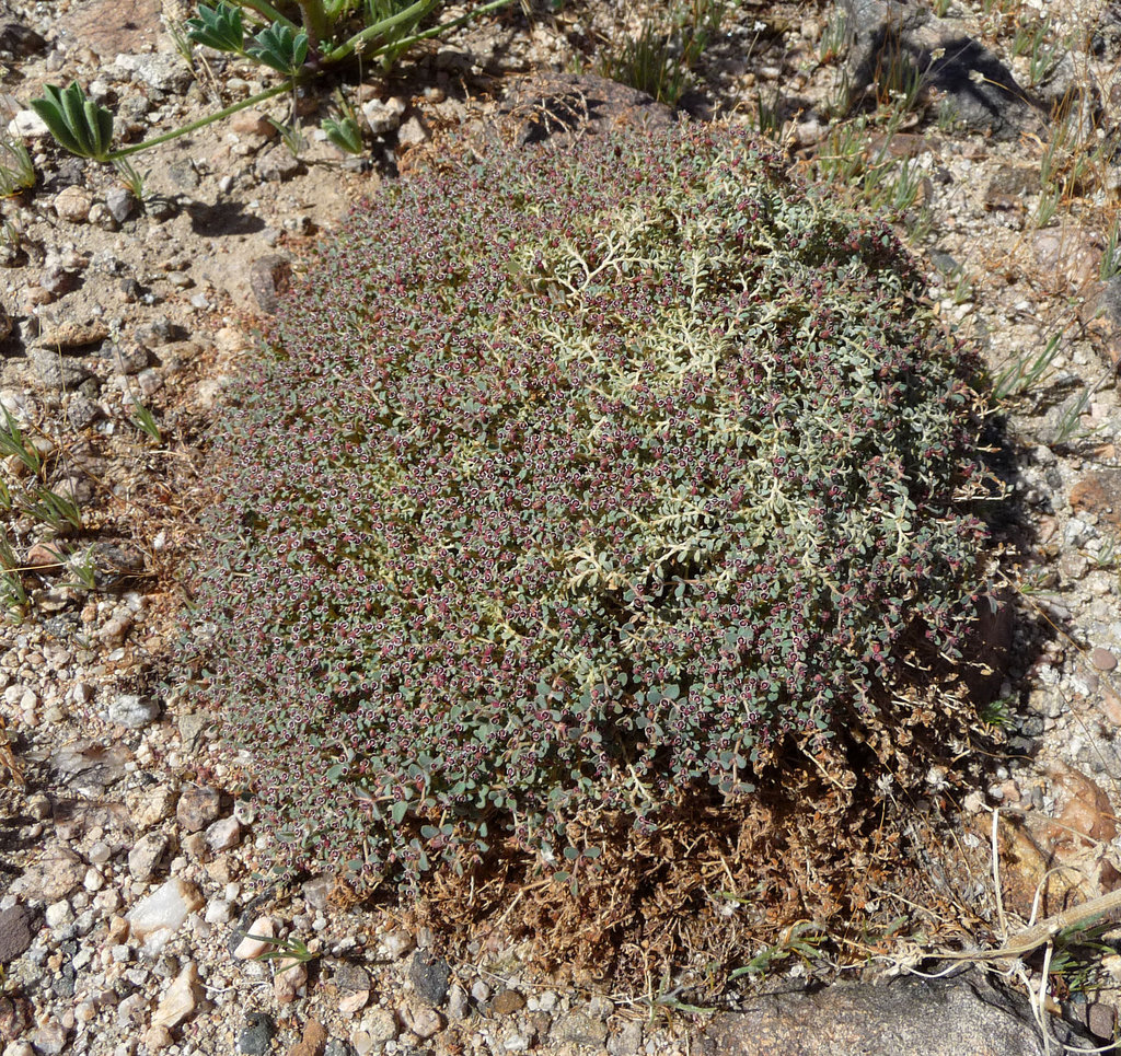 Mecca Hills - Unidentified Desert Plant (3536)