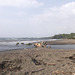 Plage et débris sauvages / Wild beach and wreckage / Playa salvaje y desechos marinos.