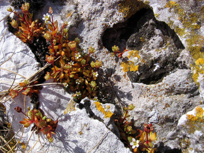 The Burren