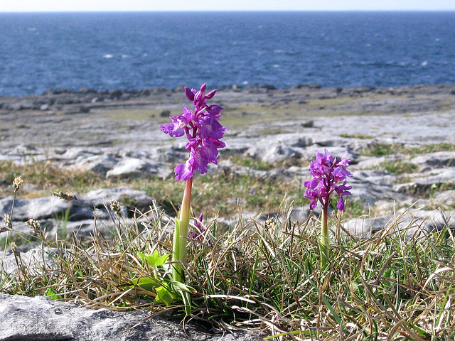 The Burren