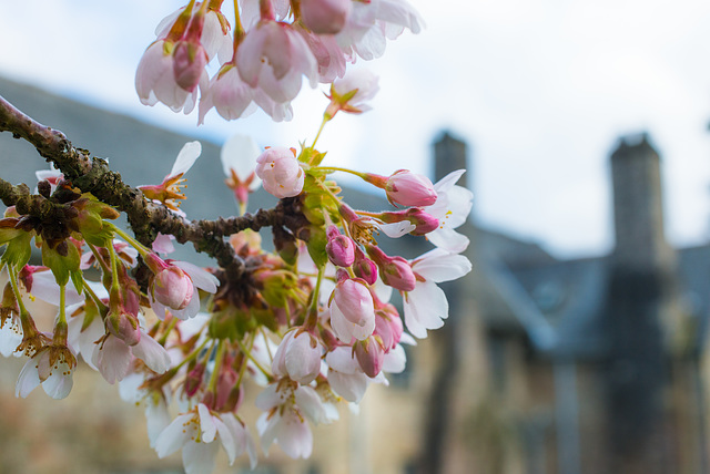 Dartington Hall - 20130411