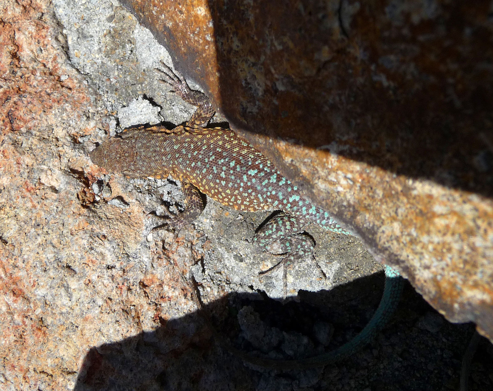Barker Ranch - Lizard (3223)