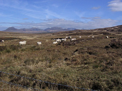 Connemara