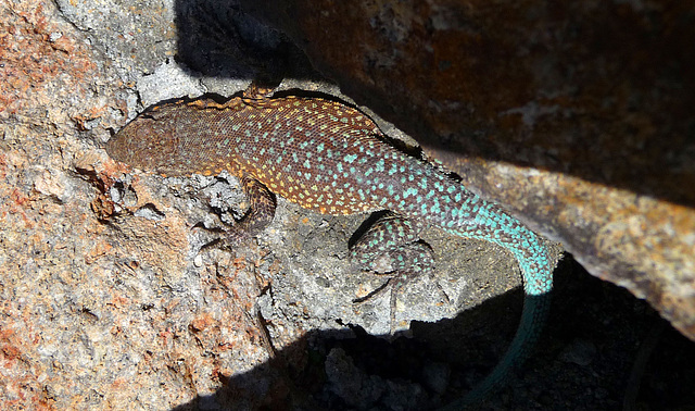 Barker Ranch - Lizard (3224)