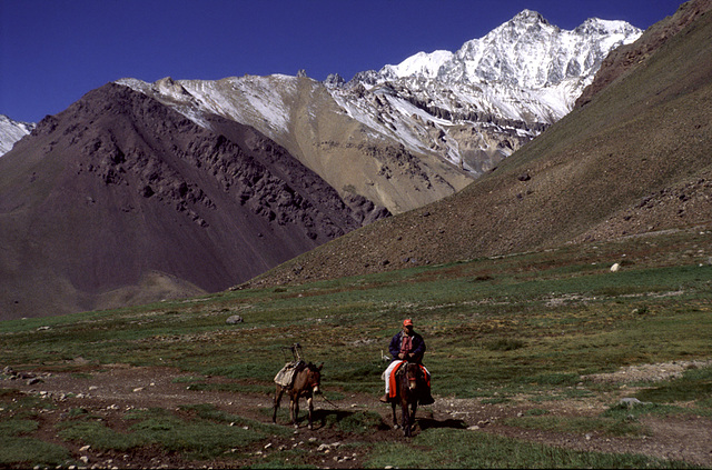 Mule Transport