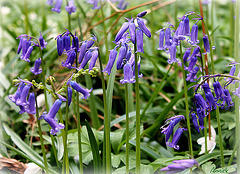 voila la Jacinthe des bois (Hyacinthoides non-scripta)