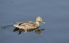 Ente am Jacobiweiher