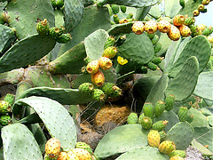 Kaktus mit Blüte und Früchten