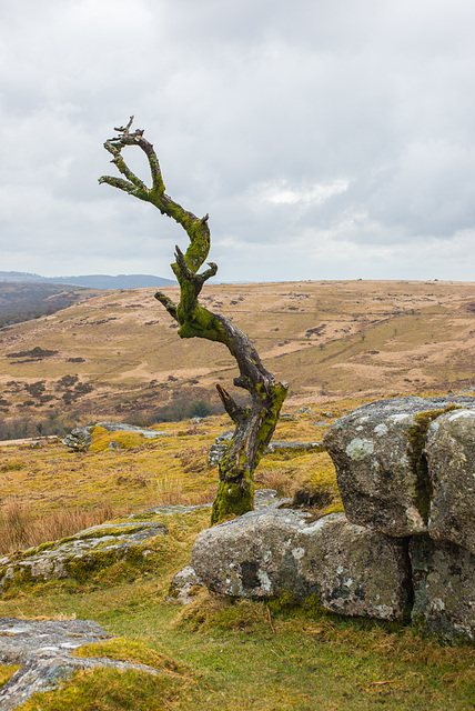 Dartmoor - 20130412