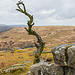 Dartmoor - 20130412
