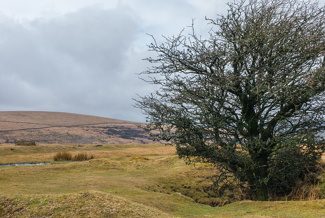 Dartmoor - 20130412