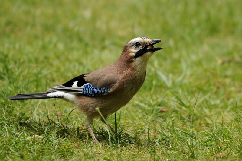 Eichelhäher im Garten auf Futtersuche