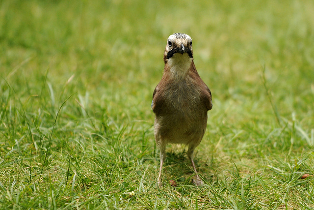 Eichelhäher im Garten auf Futtersuche