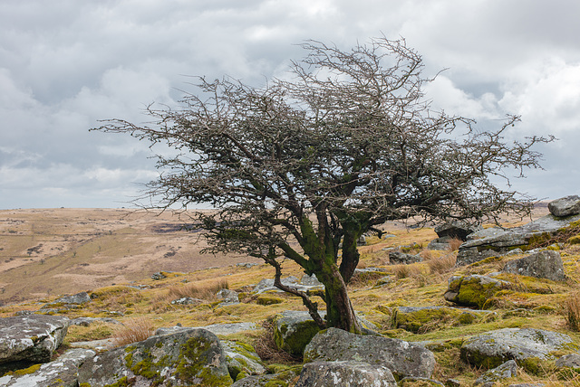 Dartmoor - 20130412