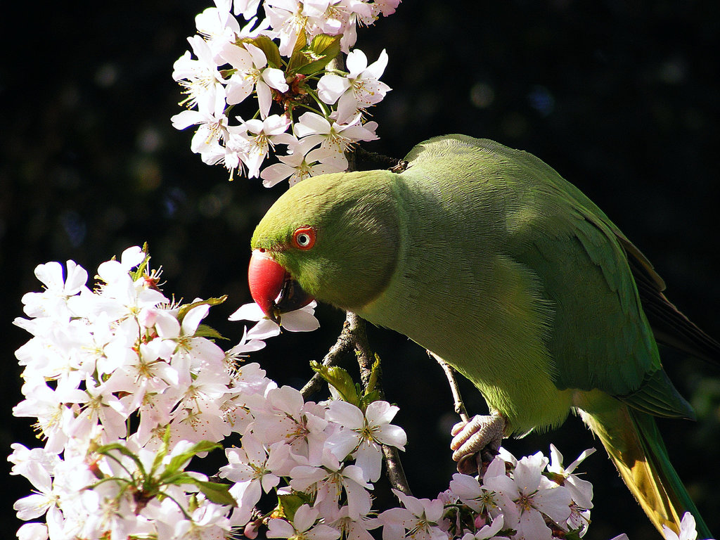 Green and pink