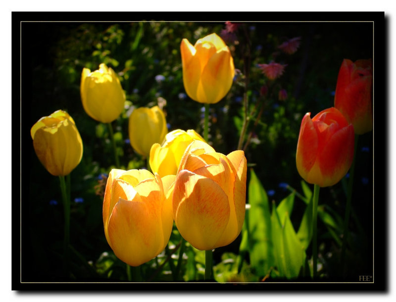 Tulpen