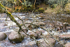 River Dart - Dartmoor - 20130412