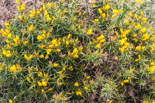 Dartmoor - 20130412