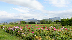 Champs de Pivoines - Etablissement Rivière - Drôme  (5)