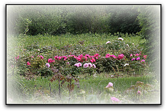 Champs de Pivoines - Etablissement Rivière - Drôme  (3)