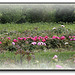 Champs de Pivoines - Etablissement Rivière - Drôme  (3)