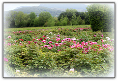 Champs de Pivoines - Etablissement Rivière - Drôme  (4)