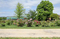 Carré de présentation des Pivoines arbustives