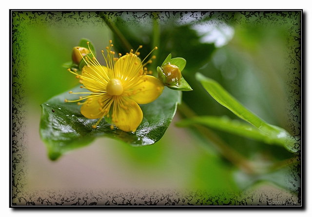 Johanniskrautblüte