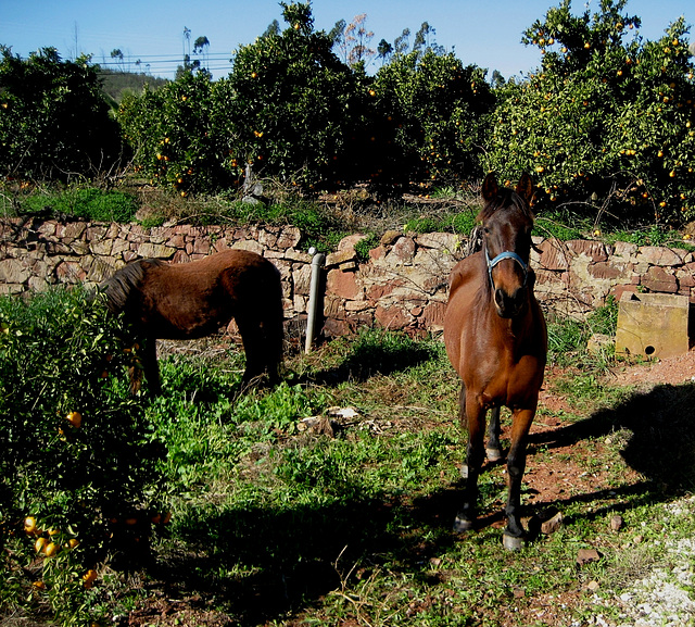 Algarve, Silves (area), talking to