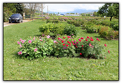 Pivoines herbacées botaniques