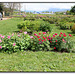 Pivoines herbacées botaniques