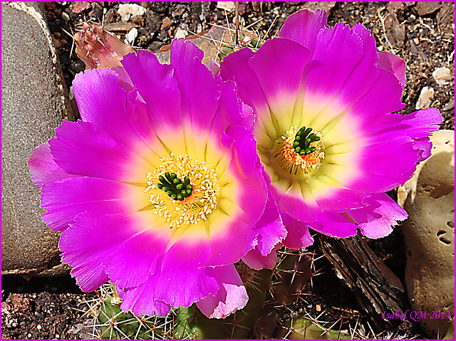 Echinocereus pentalophus