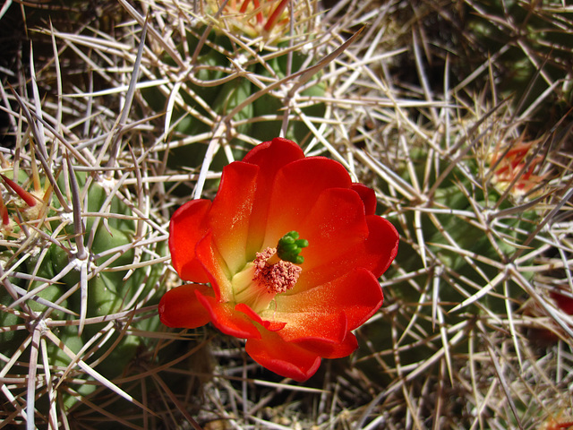 Cactus in Joshua Tree (4598)