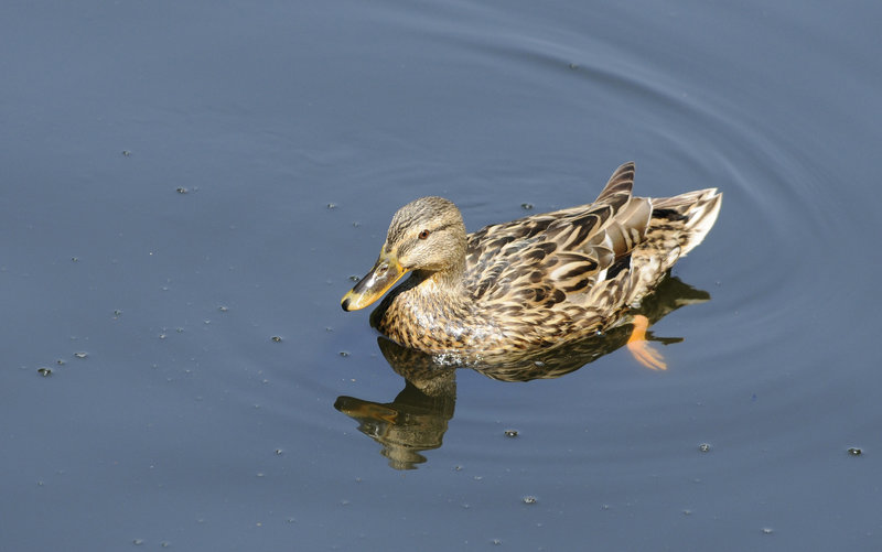 Ente am Jacobiweiher