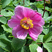 Paeonia daurica - triternata