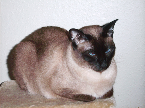 Chat Siamois, ma Samantha