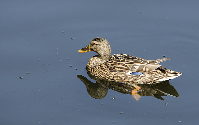 Ente am Jacobiweiher