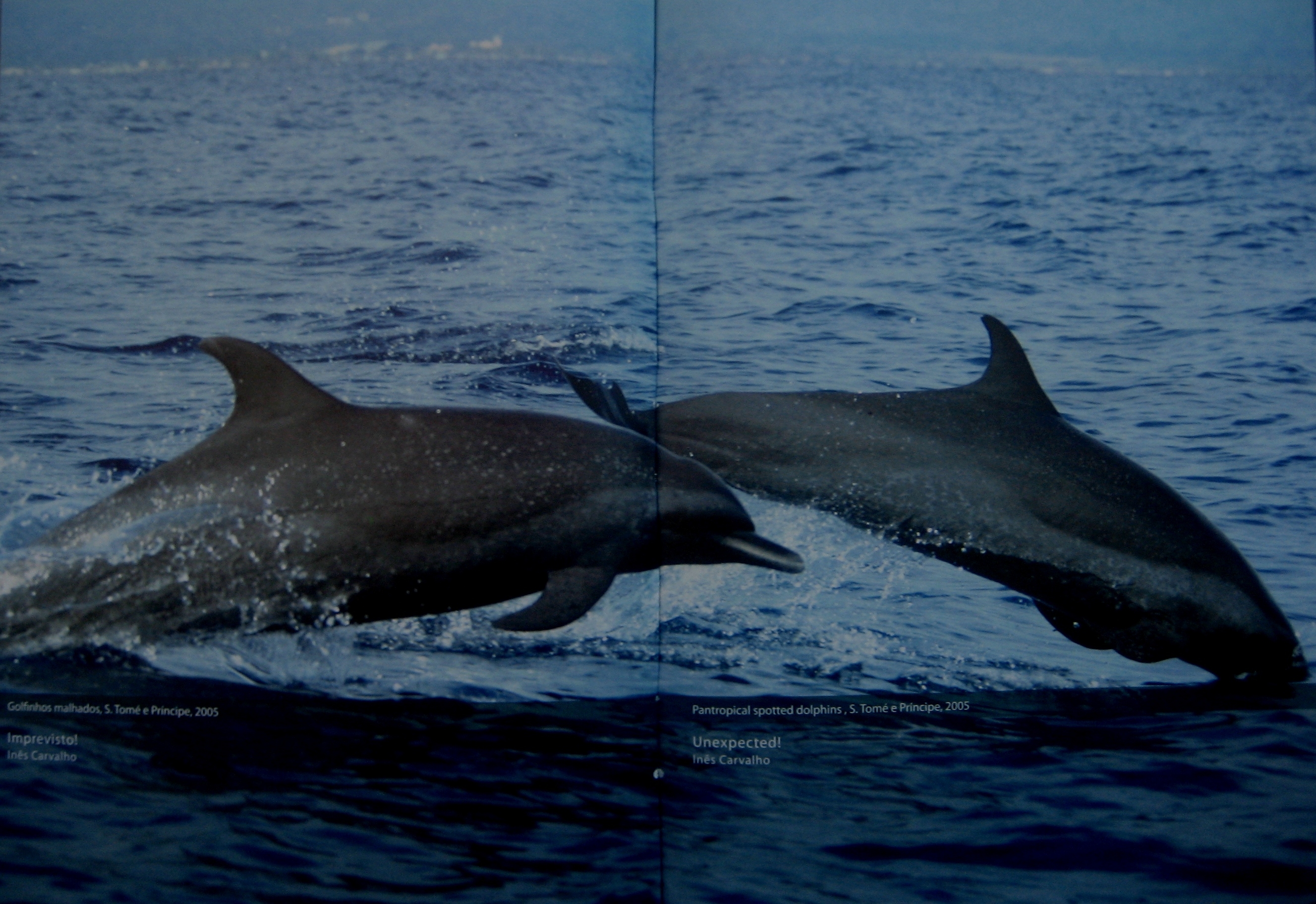 Pantropical spotted dolphins, S. Tomé e Príncipe, 2005