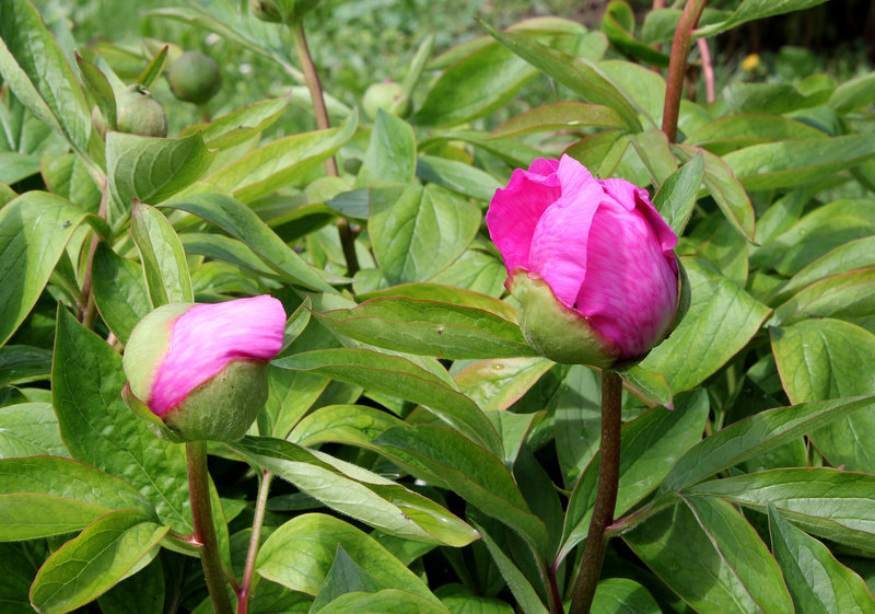 Pivoine en bouton (2)