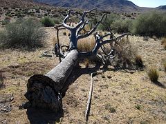 Fallen Joshua Tree (4580)
