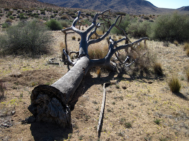 Fallen Joshua Tree (4580)