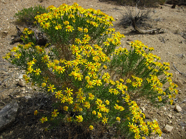 Flowers in Joshua Tree (4585)